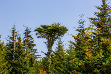 Grayson Highlands State Park in Virginia, USA