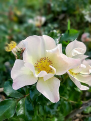 white flower, white rose