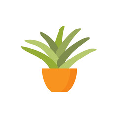House plant pot on white background.