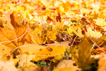 yellow autumn background. Fallen maple leaves