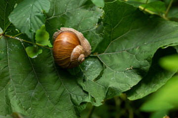 Close up of a Roman snail (Helix pomatia, other common names are Burgundy snail, edible snail, or escargot) on a green leaf, Weserbergland, Germany