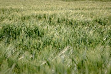 Fields of barley, Hordeum vulgare