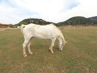 Obraz premium Wild white horse on grass