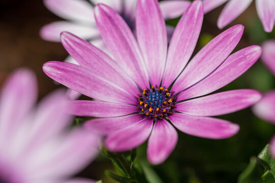 Purple osteospermum, also known as  daisybushes or African daisies