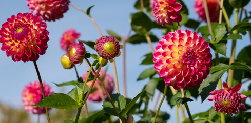 Stunning pink and yellow dahlia flowers by the name Hapet Daydream, photographed in a garden in Wisley, near Woking in Surrey UK. 