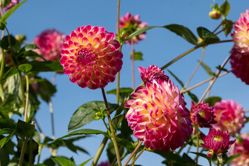 Stunning dahlia flowers photographed on a sunny day in late summer in a garden in Wisley, near Woking in Surrey UK