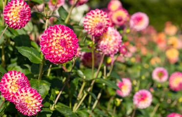 Stunning pink and yellow dahlia flowers by the name Hapet Daydream, photographed in a garden in Wisley, near Woking in Surrey UK. 