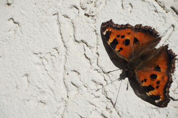 Fototapeta na wymiar Beautiful orange butterfly isolated, close-up.