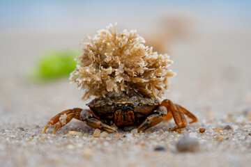 Crab with sponge on head on beach
