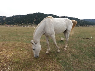 Wild white horse on grass