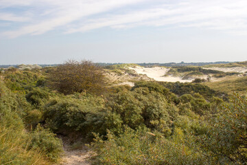Fototapeta na wymiar the dunes landscape in Haamstede, Zeeland, the Netherlands
