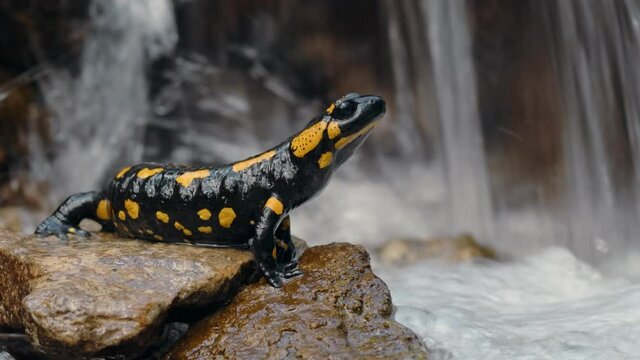 Fire salamander (Salamandra salamandra) in forest water stream