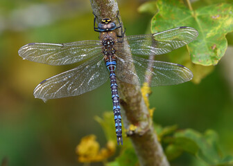 Emperor Dragonfly perched on tree with wings open.