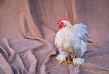 Decorative chickens and cockerel on texile background