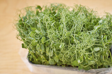 Microgreen peas. Green bushes sprout. Ecology healthy organic food. Local farmer legume. Edible macrobiotic