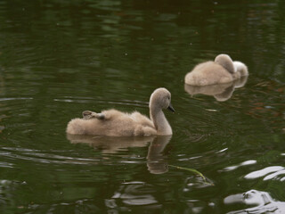 Cygnet baby swans play in the water