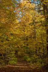 Fototapeta na wymiar Fall sunny forest