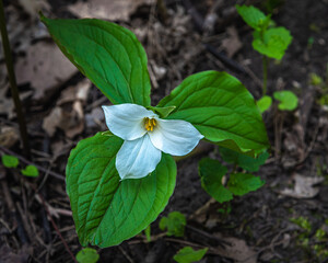 White Trillium