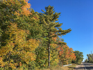 Fototapeta premium Colorful trees