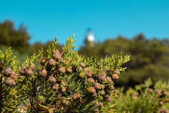 Green Juniperus excelsa berries, the Greek juniper evergreen tree branch fur vibrant close-up with blurred blue sky background, Mediterranean sea, Greece
