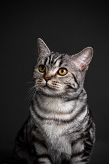 Cat portrait shoot in studio on black background