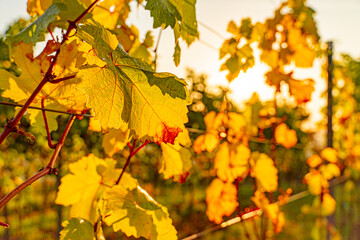 Leuchtende Weinblätter im Herbst - Bright grape leaves in autumn