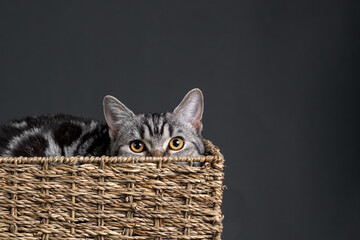 Fototapeta na wymiar Cat portrait hiding in basket on black gray background studio shot