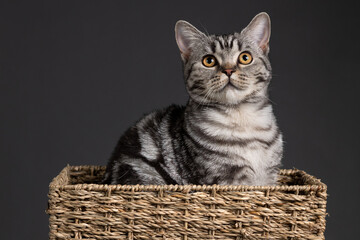 Fototapeta na wymiar Cat portrait sitting in basket on black background