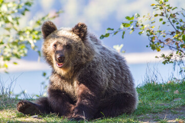 Fototapeta na wymiar Young bear on a street in Romania