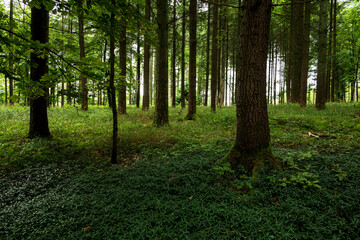 Mystic coniferous forest with moss-covered tree trunks and green overgrown forest floor in beautiful light, Bad Pyrmont, Weserbergland, Germany