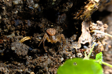 Running Crab Spider Macro