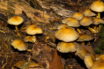 Whole view of mushrooms in the forest