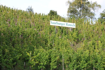 Saarburger Rausch
