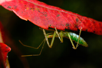 Green Assassin Bug