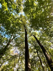 Obraz premium trees in the woods from below