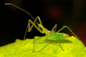 Green Assassin Bug