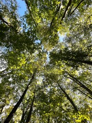 trees in the forest from below