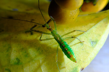 Green Assassin Bug