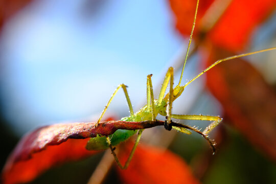 Green Assassin Bug