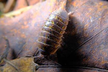 Pill Bug Armadillidiidae