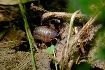 Pill Bug Armadillidiidae