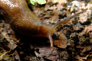 Common Garden Slug