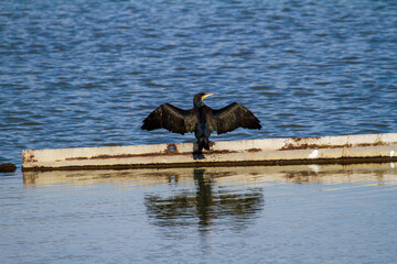 Water birds