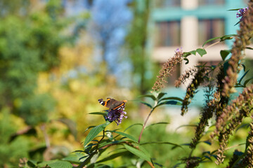 Bright background with a butterfly on a flower.