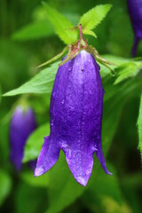 DZWONEK HYBRYDOWY SARASTRO CAMPANULA SARASTRO