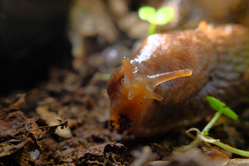 Common Garden Slug