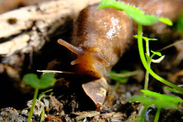 Common Garden Slug