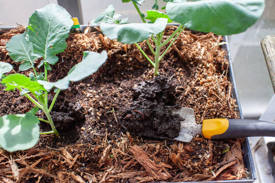 A garden shovel harvest's fresh worm castings (compost) from a vermicomposter to top-dress (side-dress) fall plant starts into standing planters. Container gardening needs soil amendments to be added