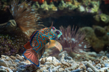 A pair of mandarin fish fighting