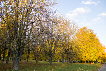 Fototapeta premium Autumn landscape, yellow autumn trees, autumn leaves close-up, trees in the park with yellow foliage.